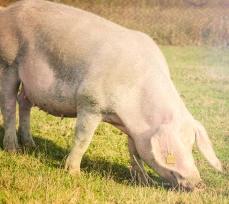 Cerdo
